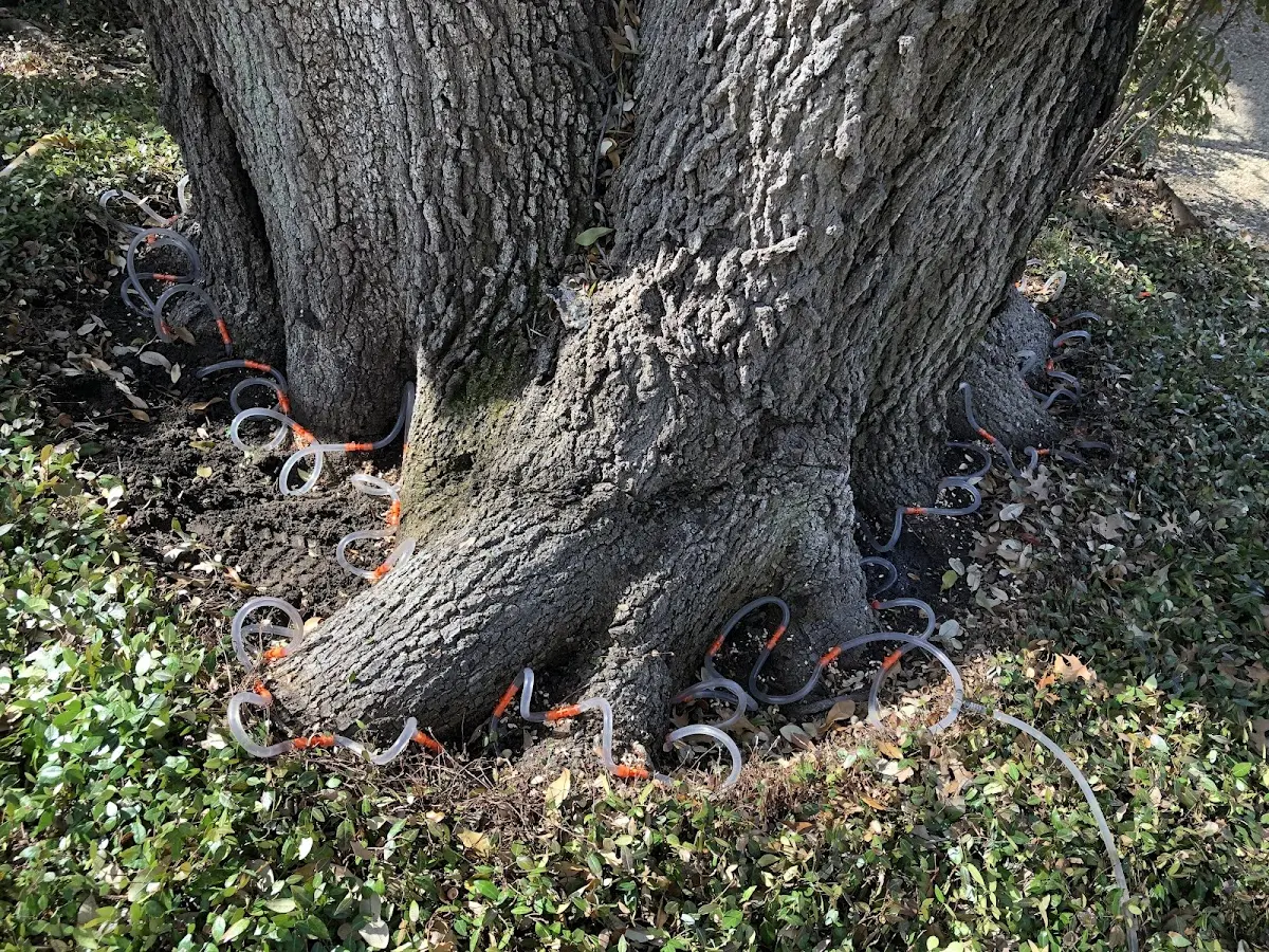 Detailed Tree Cabling and Bracing job site in Tuba City