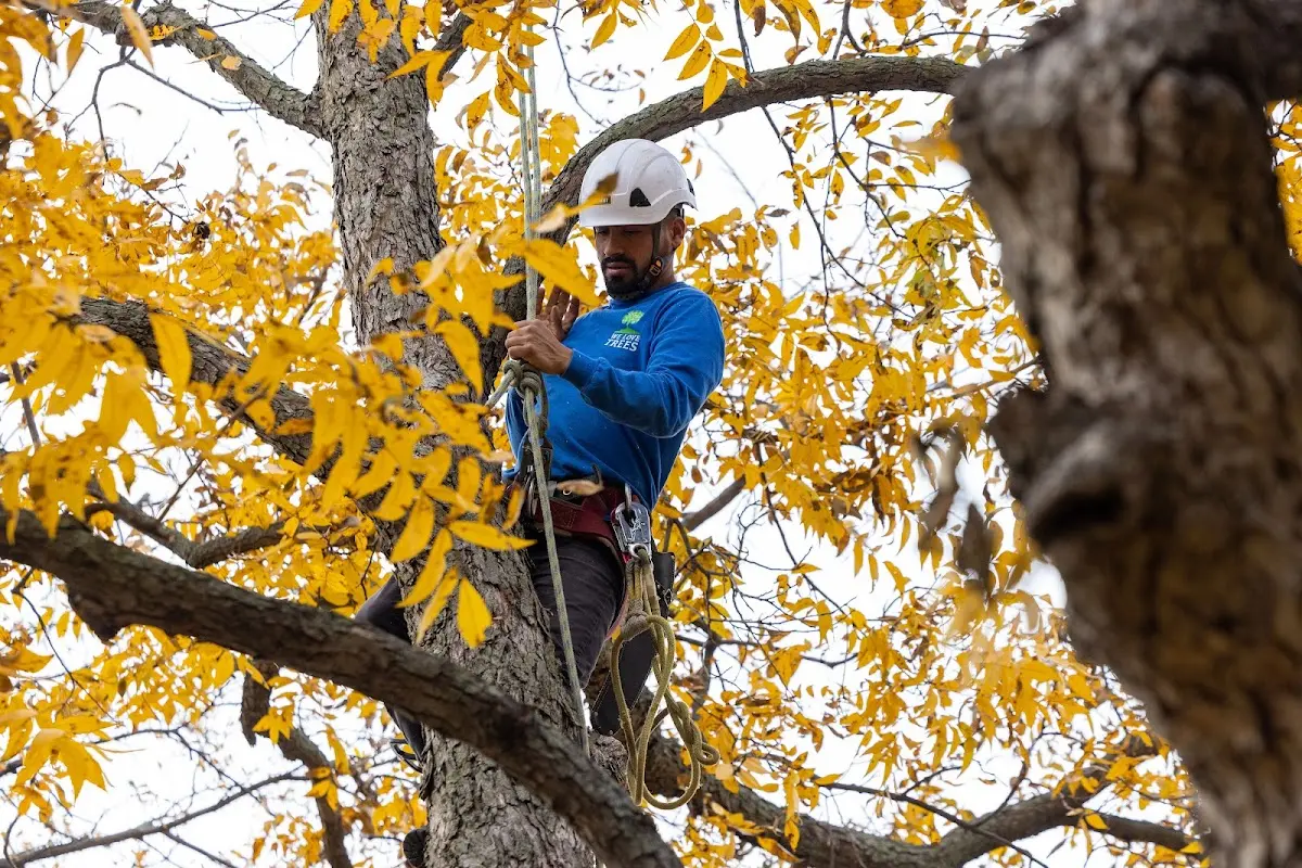 Skilled Tree Trimming crew working in Tuba City